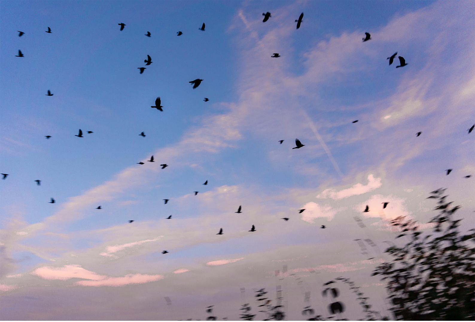 Repülő madarak a naplementében